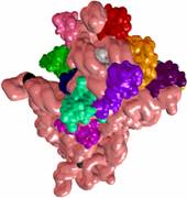 Ribosome 30S