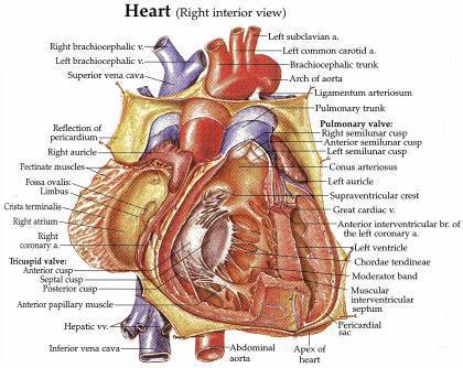 Cardiac Anatomy Chart