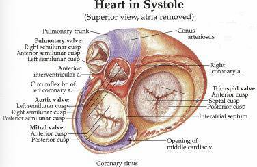 pulmonary valve