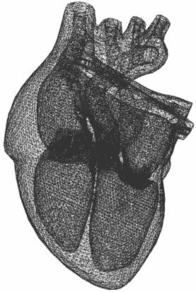 Heart Model with Valves