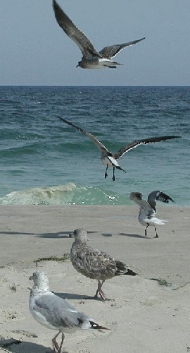 Seagulls on the Beach