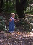 shaking branches