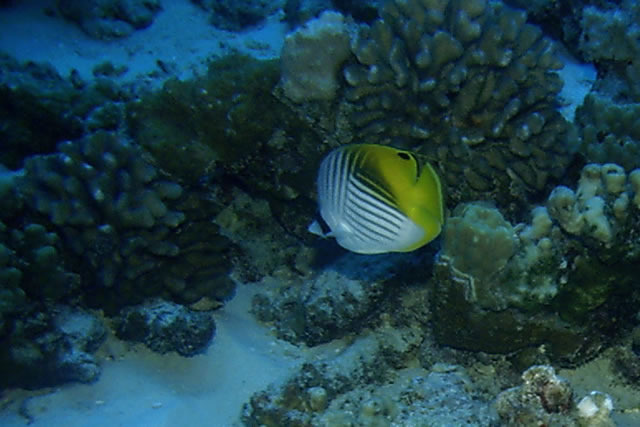 Hawaii Butterflyfish