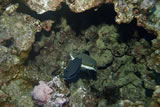 Hawaii Boxfish