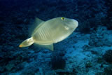 Hawaii Triggerfish